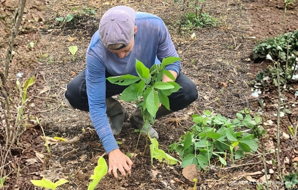 Ein ADRAlive!-Freiwilliger pflanzt gemeinsam mit Camino Verde einen jungen Baum in einem Agroforstsystem im peruanischen Amazonas und unterstützt den Schutz des Regenwaldes