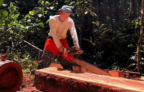 Ein weltwärts-Freiwilliger sägt auf der Forschungsstation von Camino Verde mit einer Motorsäge Holz aus einem umgestürzten Baum für Bau- und Reparaturarbeiten im peruanischen Amazonas
