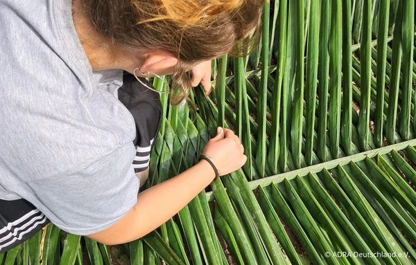 Freiwillige verarbeitet und verflicht lange grüne Palmblätter im peruanischen Amazonasgebiet