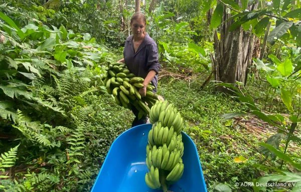 Eine Freiwillige trägt eine große Staude grüner Bananen zu einer Schubkarre inmitten des peruanischen Regenwaldes