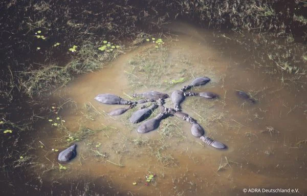 Eine Gruppe Flusspferde steht nachts in einem flachen Gewässer in Mosambik