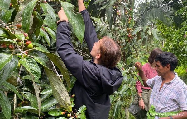 Eine Freiwillige erntet gemeinsam mit Menschen vor Ort Früchte von einem Baum im peruanischen Regenwald